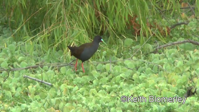 Plumbeous Rail - ML201039801