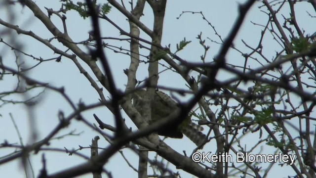 Fasciated Wren - ML201039831