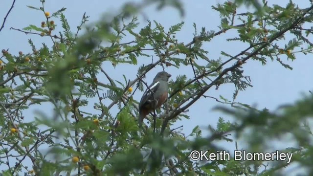 peruplanteklipper - ML201039851