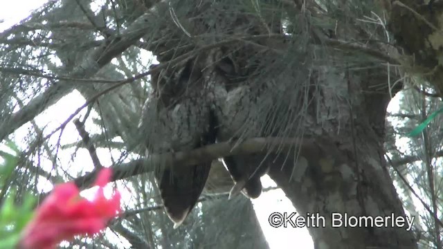 Koepcke's Screech-Owl (Koepcke's) - ML201039861