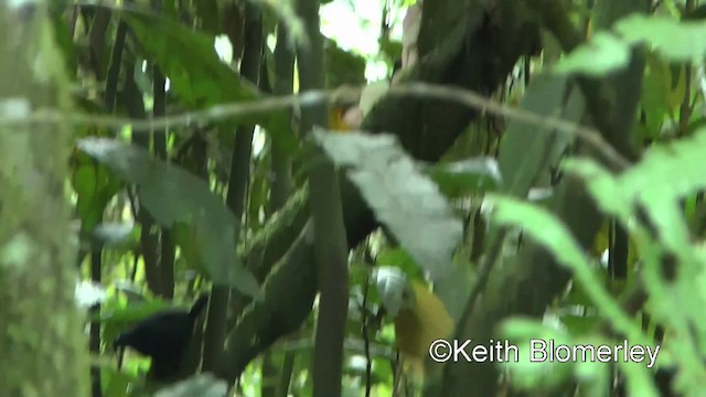 White-crowned Tapaculo - ML201039921