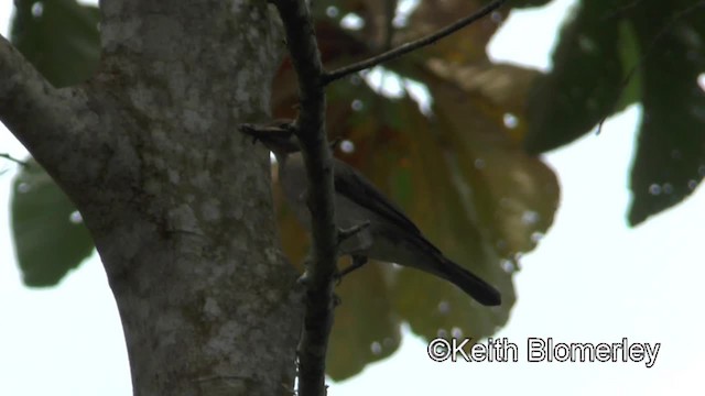 Black-billed Thrush (Amazonian) - ML201039961