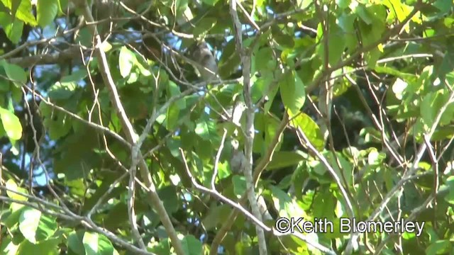 White-bellied Pygmy-Tyrant - ML201039971