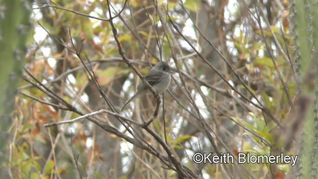 Tumbes Pewee - ML201039981