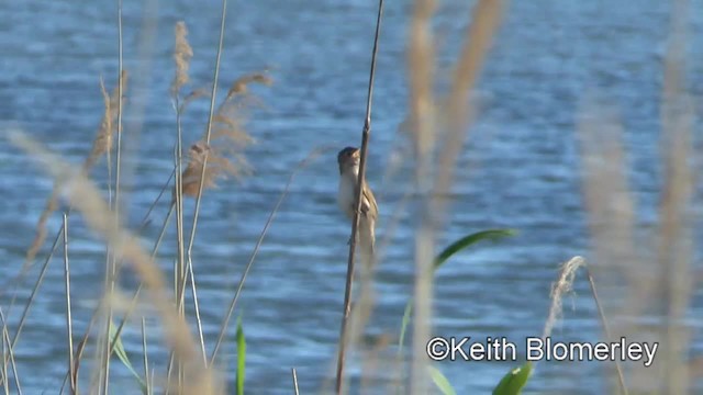 Savi's Warbler - ML201040001