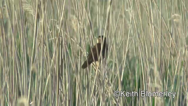 Savi's Warbler - ML201040011