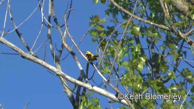 Eurasian Golden Oriole - ML201040051