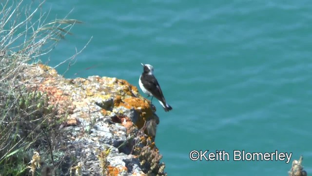 Pied Wheatear - ML201040071