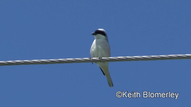 Lesser Gray Shrike - ML201040081