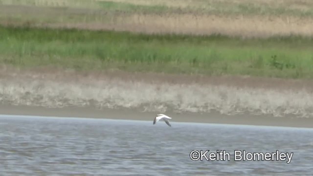 Little Gull - ML201040101