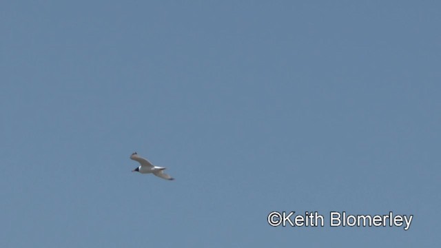 Pallas's Gull - ML201040111