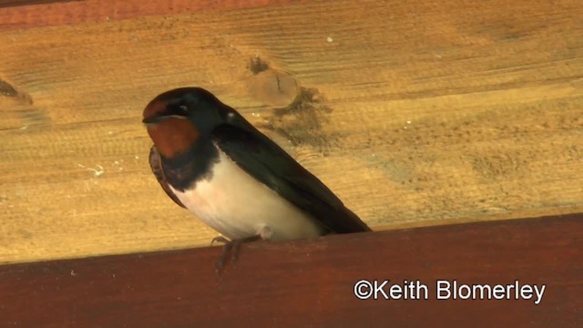 Barn Swallow (White-bellied) - ML201040121