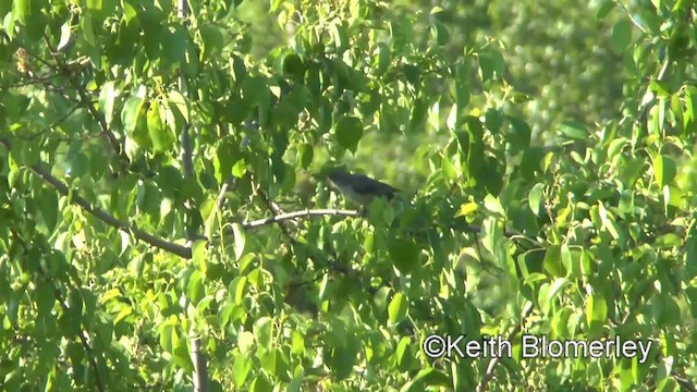 Barred Warbler - ML201040131