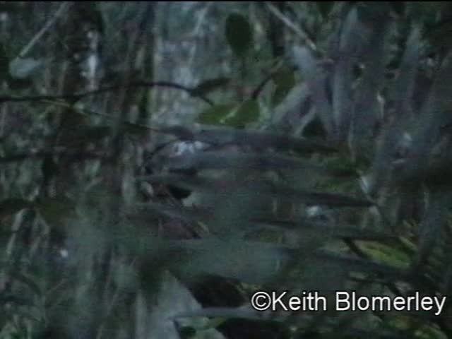 Mountain Wren-Babbler - ML201040191