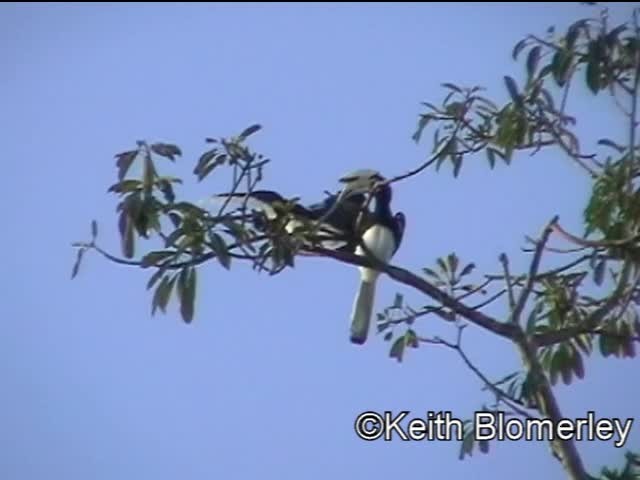 Oriental Pied-Hornbill - ML201040211