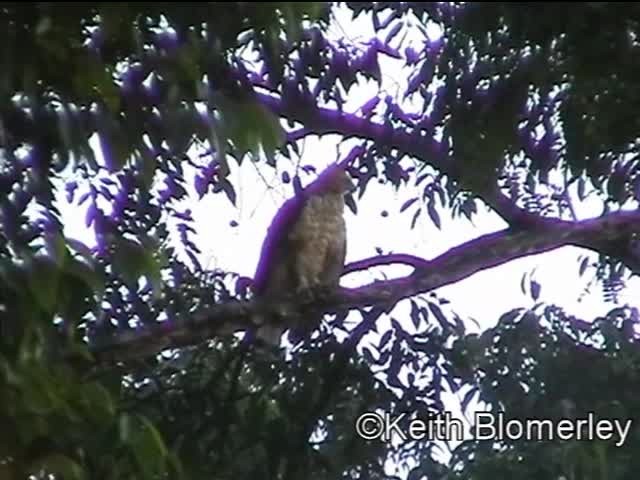 Wallace's Hawk-Eagle - ML201040221