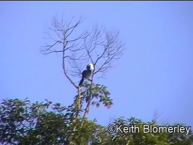 Black Hornbill - ML201040231