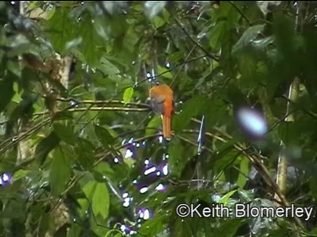 コシアカキヌバネドリ - ML201040311