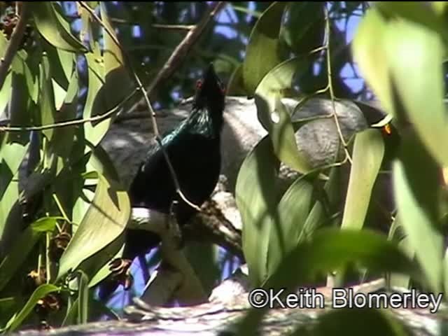 Asian Glossy Starling - ML201040361