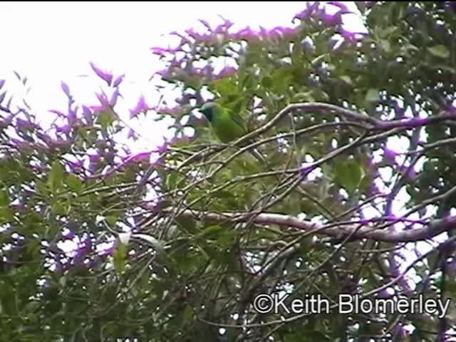 Borneo Yaprakkuşu - ML201040371