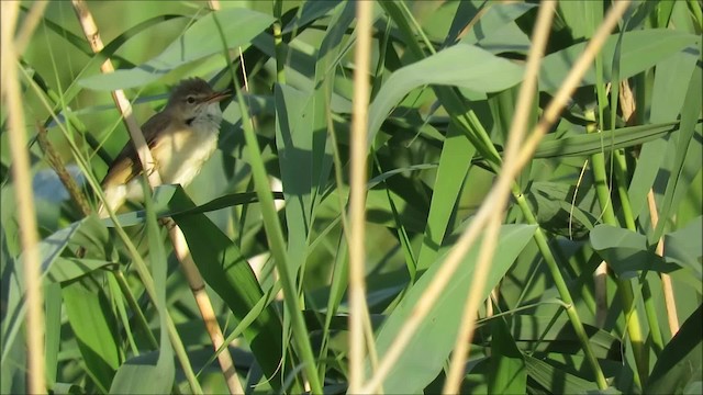 Common Reed Warbler (Common) - ML201040421