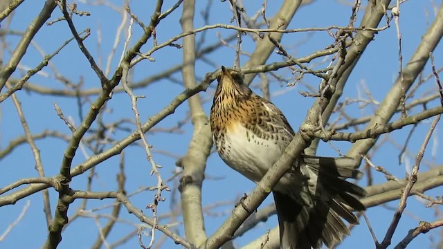 Fieldfare - ML201040651