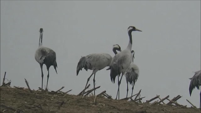 Common Crane - ML201040721