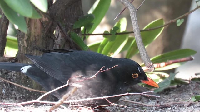 Eurasian Blackbird - ML201041031