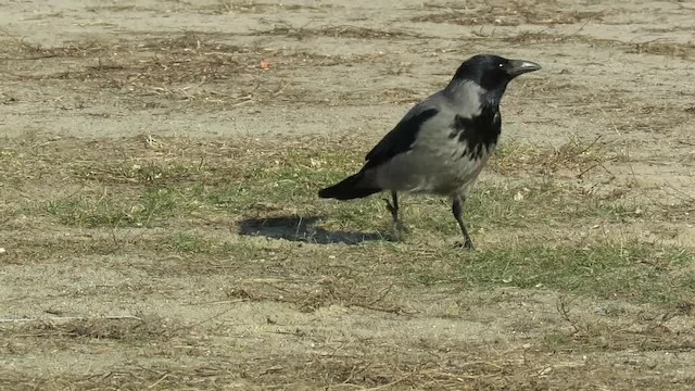 Hooded Crow (Hooded) - ML201041051