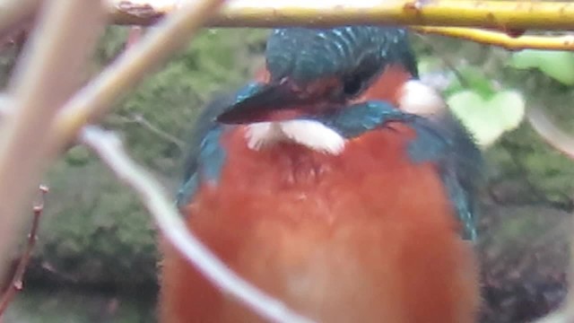 Common Kingfisher (Common) - ML201041091