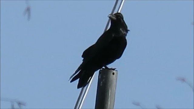 Common Raven - ML201041101