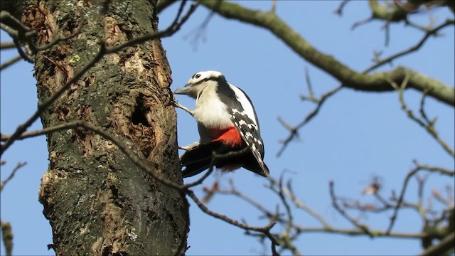 Great Spotted Woodpecker (Great Spotted) - ML201041131