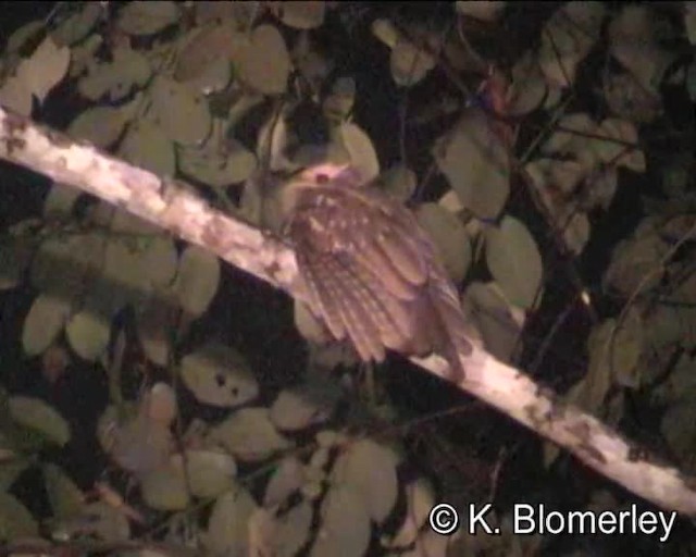 Large Frogmouth - ML201041241