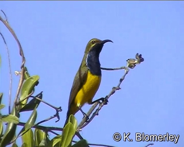 Sahul Sunbird - ML201041251