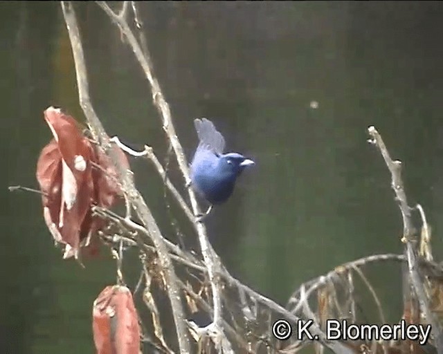 Shining Flycatcher - ML201041301