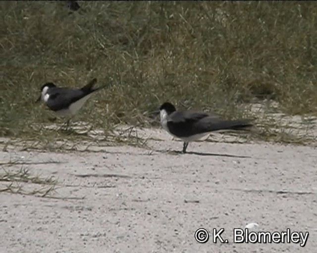 Крячок бурокрилий - ML201041331
