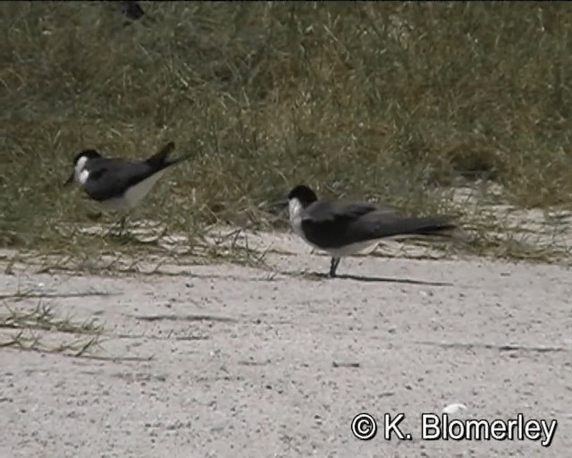 Bridled Tern - ML201041331