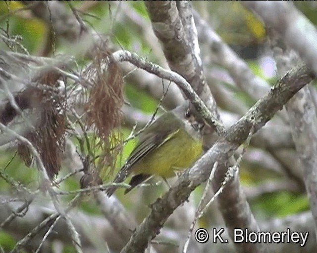 Pale-yellow Robin - ML201041351