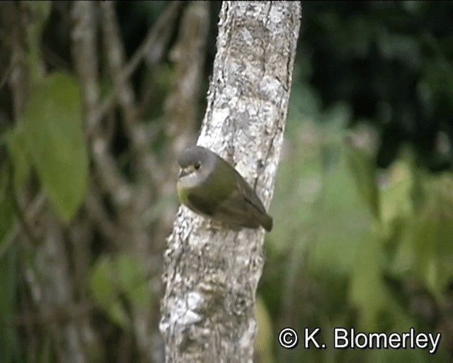 Pale-yellow Robin - ML201041361