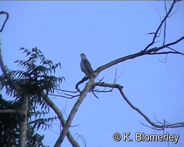 Autour blanc - ML201041371