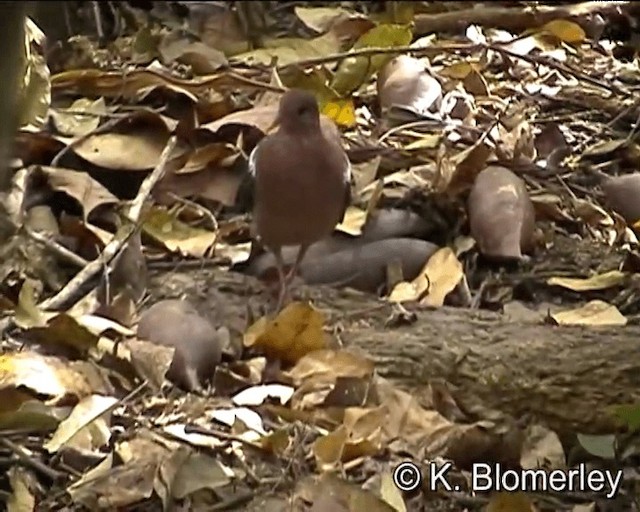 Pacific Emerald Dove - ML201041391