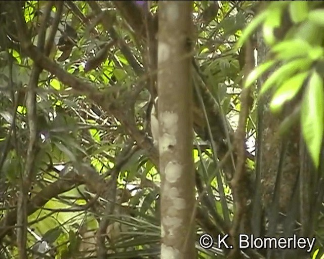 Blue-faced Honeyeater (Blue-faced) - ML201041401