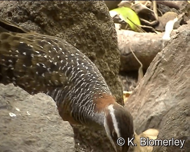 Buff-banded Rail - ML201041431