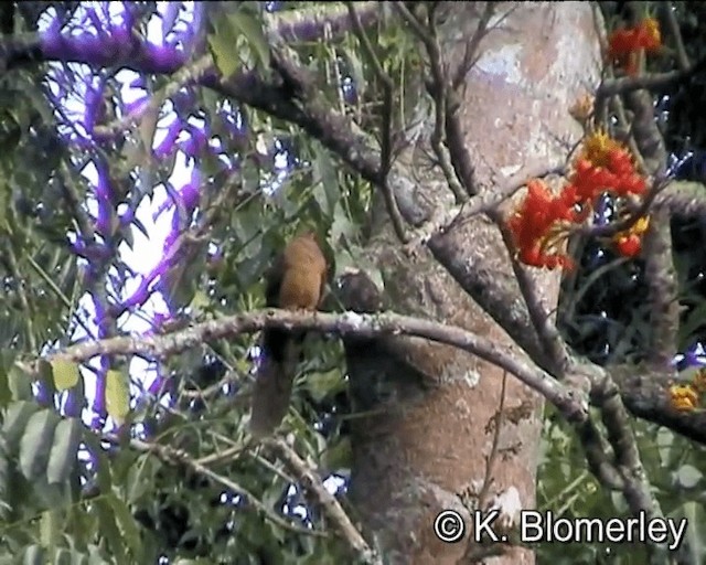 Brown Cuckoo-Dove - ML201041441