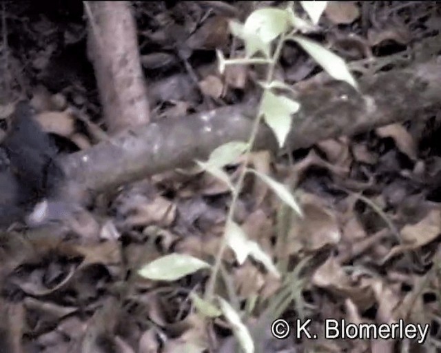 Australian Spectacled Monarch (Eastern) - ML201041451