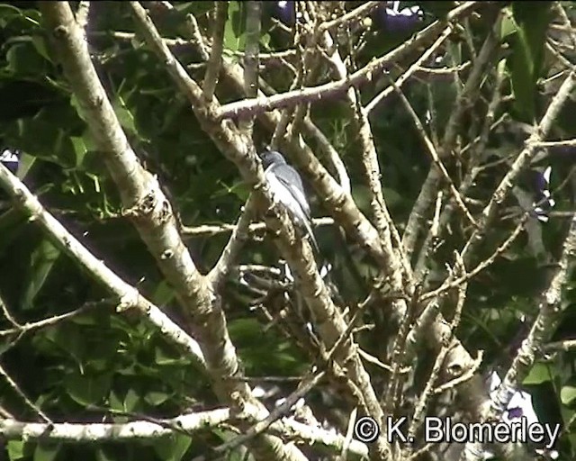 Leaden Flycatcher - ML201041461