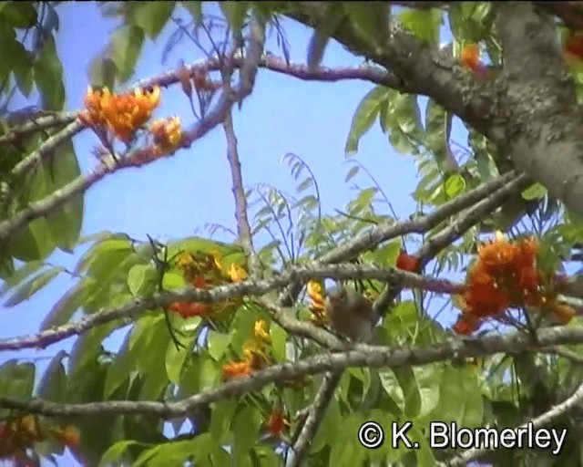 Little Friarbird - ML201041481