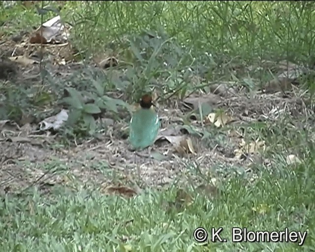 Noisy Pitta - ML201041491