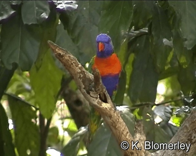 Rainbow Lorikeet - ML201041501