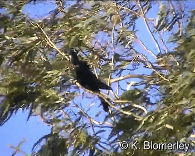 Red-tailed Black-Cockatoo - ML201041531